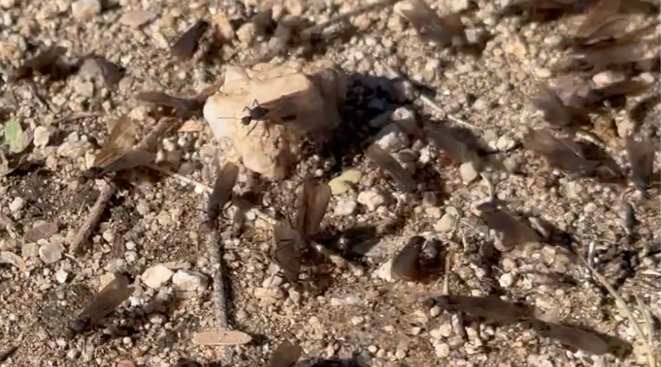 ant-swarms